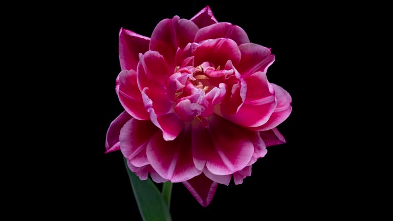 Peony tulip blooms, time lapse, on a black background 4k video