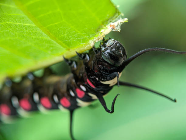 istock Caterpillar eating leaf macro closeup view 1392273546
