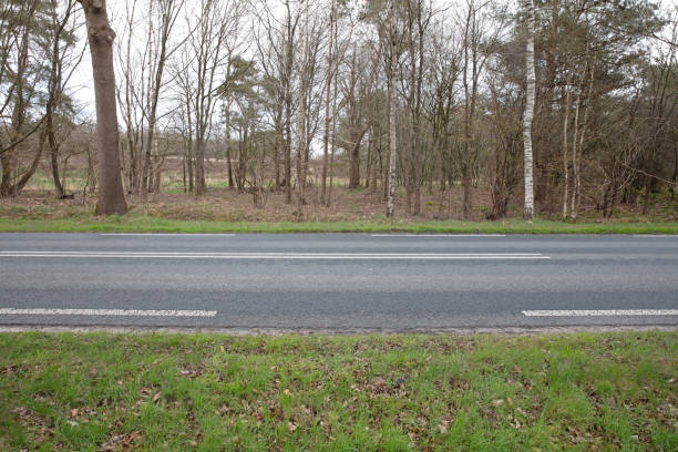 Asphalt road in nature, splitting the forrest, the Netherlands