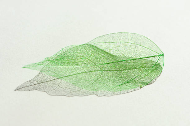 Colored decorative transparent green skeleton leaf with beautiful shadow isolated on white background. Top view, flat lay.