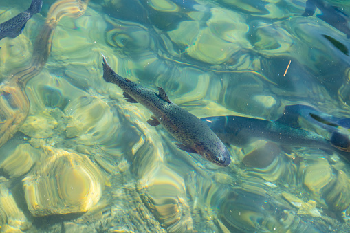 Wild trout fish swimming in a fresh clear mountain river. Close up shot, underwater, day time, no people.