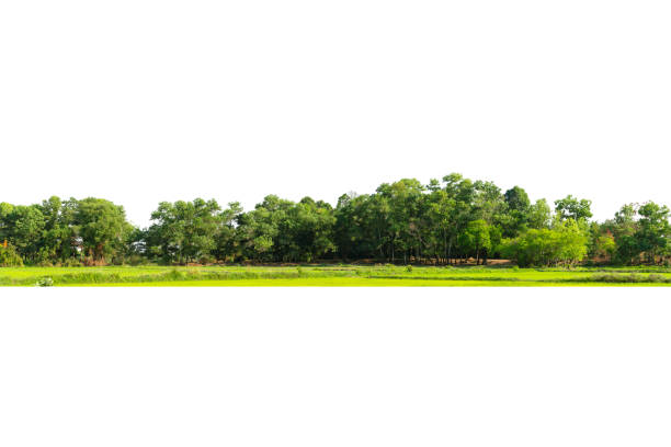 vista de uma linha de árvore de alta definição isolada em um fundo branco - treelined forest tree summer - fotografias e filmes do acervo