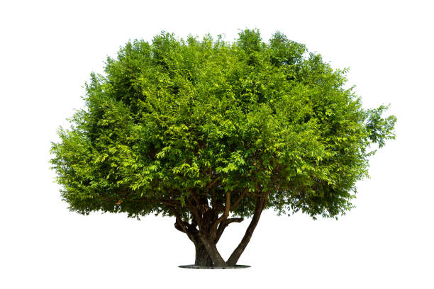 istock Trees isolated on white background, tropical trees isolated used for design, advertising and architecture 1392278254