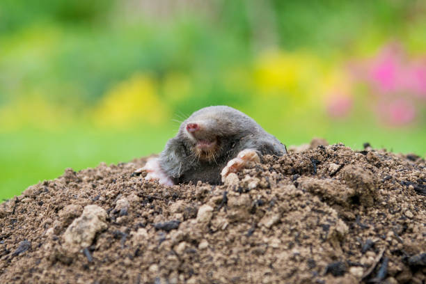 istock Mole animal peeking from the tunnel 1392279539
