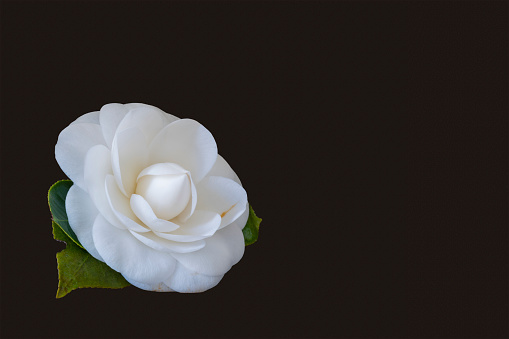 white camellia blossom macro with green leaves on black background with elegant shape