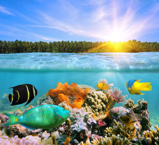 istock Colorful marine life and tropical coast 1392284166