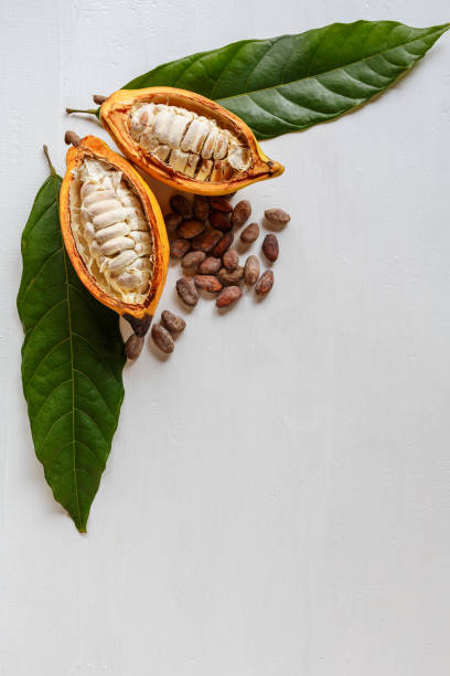 istock Half cacao pods and cacao fruit with brown cocoa   beans 1392284423
