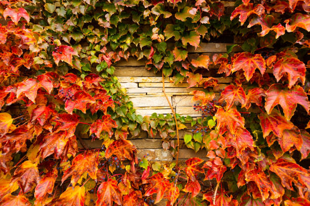 istock Wall covered with leaves of a girlish grapes. 1392284591