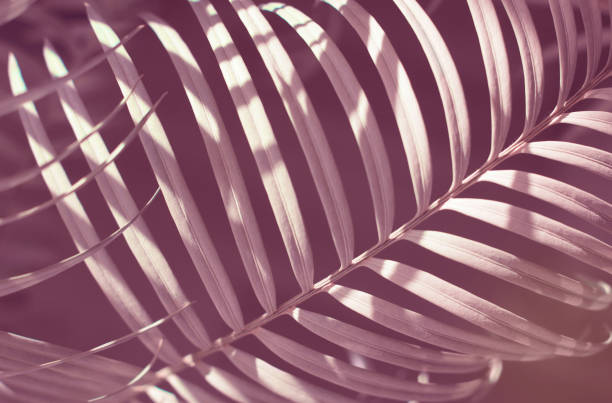 istock Close-up palm tree leaf, tropical plant natural pattern background floral pattern with shadows 1392284593
