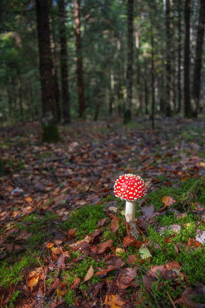 Amanita muscaria grows in the forest