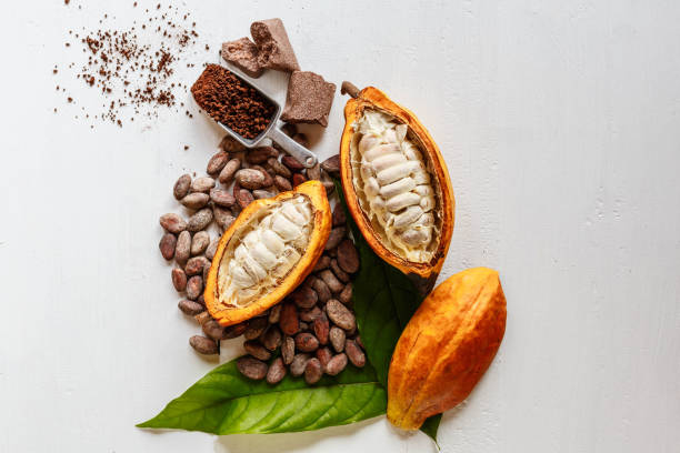 medias vainas de cacao con fruta de cacao y cacao marrón en polvo - chocolate caliente fotografías e imágenes de stock