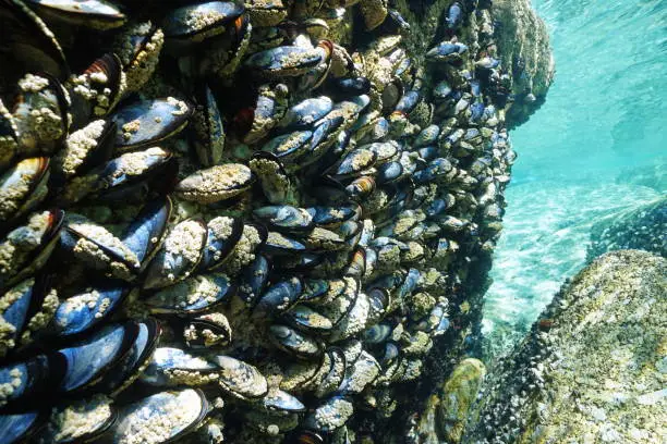Common mussels underwater on a rock, Atlantic ocean, Spain, Galicia, Pontevedra province