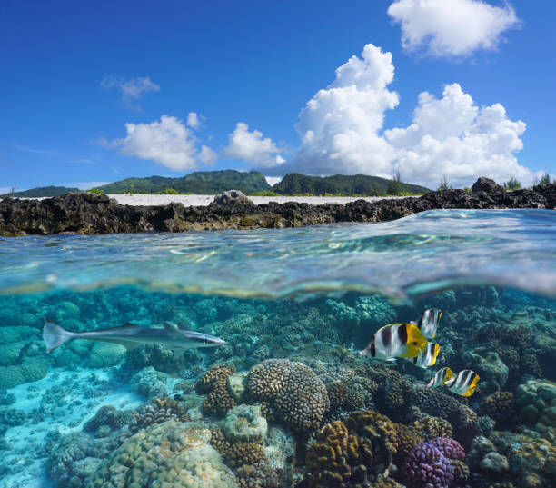 istock Coral reef with tropical fish and island seashore 1392285795