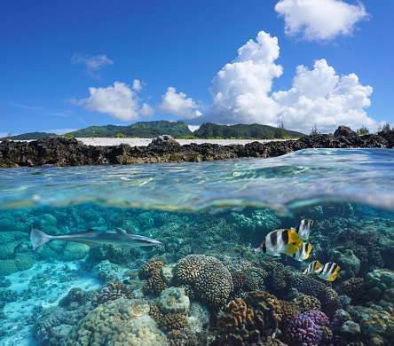 Coral reef with tropical fish and island seashore, split view over and under water surface, south Pacific ocean, French Polynesia, Huahine