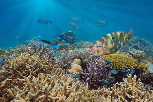 Coral reef with tropical fish south Pacific ocean Healthy coral reef with tropical fish in south Pacific ocean, Oceania new caledonia stock pictures, royalty-free photos & images