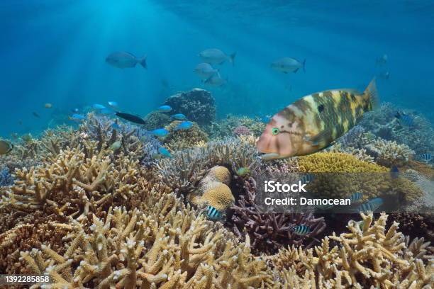 Coral Reef With Tropical Fish South Pacific Ocean Stock Photo - Download Image Now - New Caledonia, Reef, Underwater