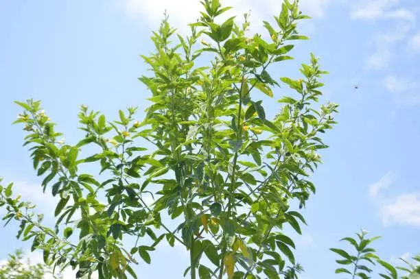 Leaves And Flowers Of Young Pigeon Pea Or Cajanus Cajan Plants On Sunny Cloudy Sky