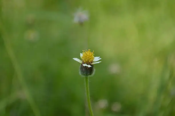 Close Up View Little White Flower With Yellow Pollen Wild Daisy Grass Flower