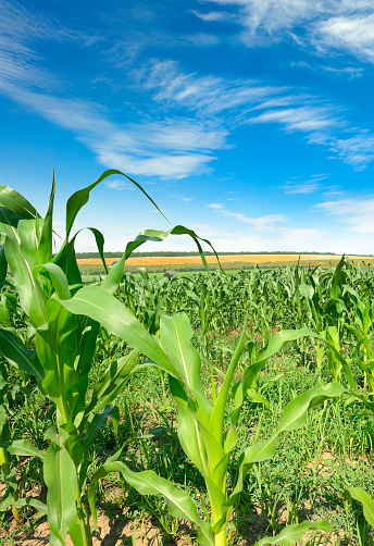 Summer cornfield and beautiful blue sky.