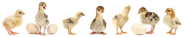 istock Cute little chickens and turkeys isolated on white 1392286251