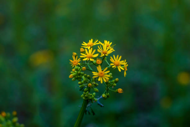 istock Rosinweed blooming in the spring time 1392287021