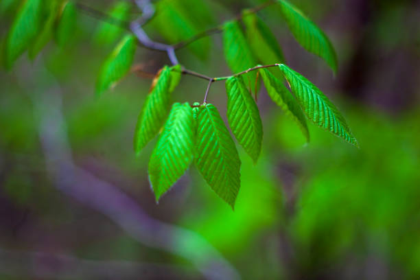leaves on greenNature collection: