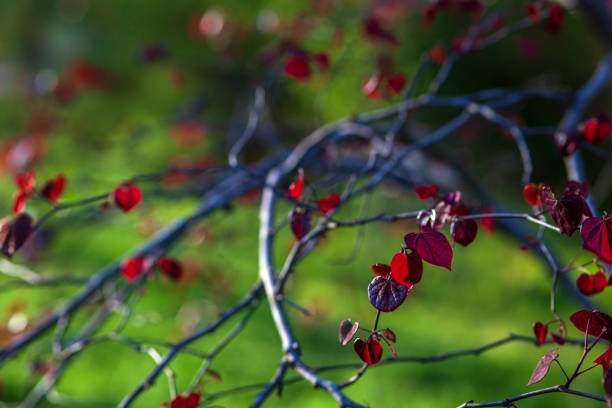 Back lit Forest Pansy Redbud, cercis canadensis, maturing to maroon