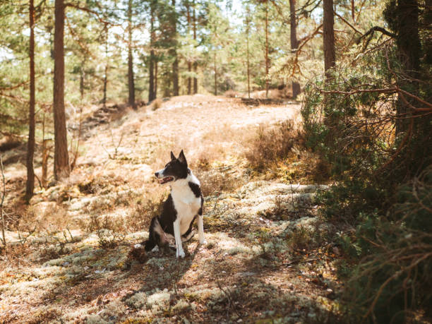 Border collie mix outdoors in forest enjoying nature