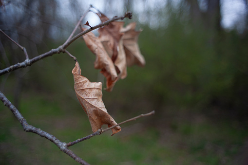 brown Leaves hanging from a branch