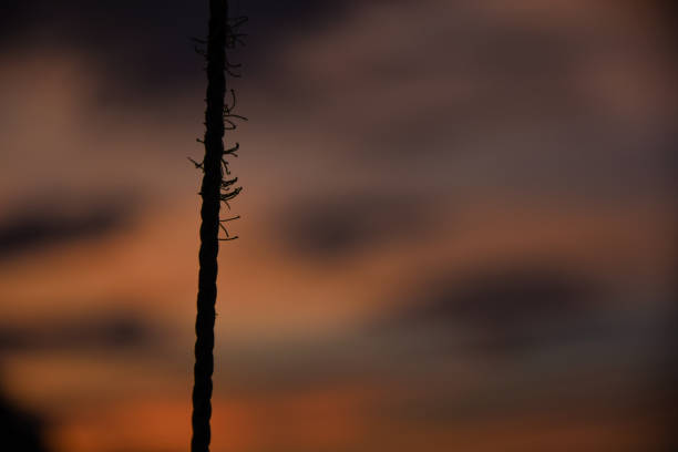 Rope with sunset background. Backlight shot. Blurred background.