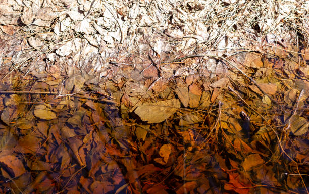 istock Wilted brown leaves in water. Background. Minimalism. 1392287861