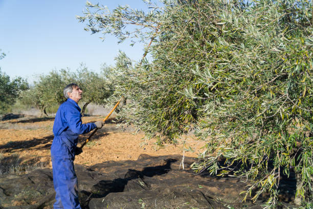 istock Man working in the field dressed in blue 1392288714