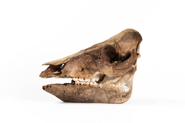 istock sheep skull isolated on white background 1392289163