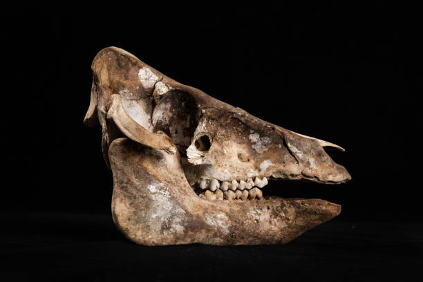 istock sheep skull isolated on Black Background 1392289218