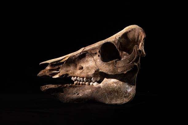 istock sheep skull isolated on Black Background 1392289347