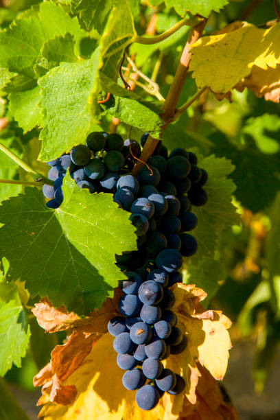 istock Vineyards in France 1392290072