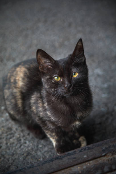 Tortoiseshell cat sitting on grey concrete flooring and looking at camera