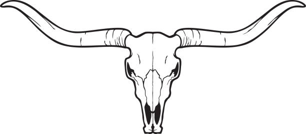 롱혼 머리 두개골 (황소 또는 소 아이콘) - texas longhorn cattle bull horned cattle stock illustrations