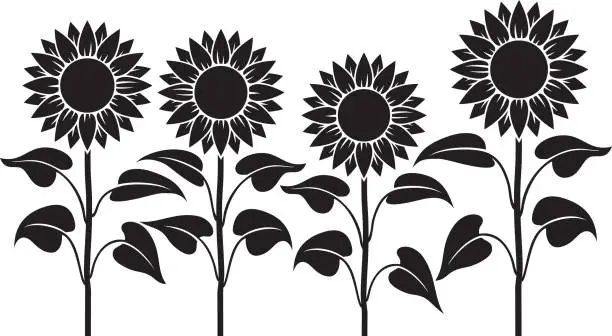 Vector illustration of Sunflower Stem Black and white