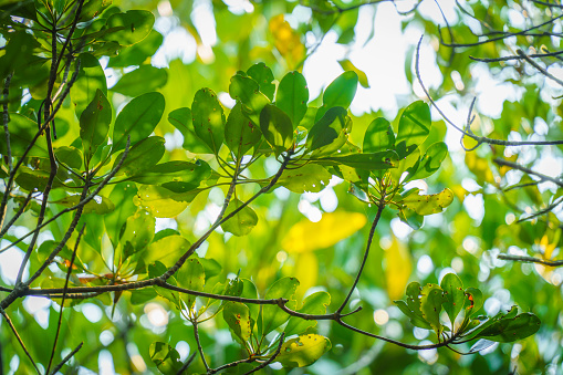 View of mangrove trees taken in the tropical rainforest, Prachuap Khiri Khan Thailand.