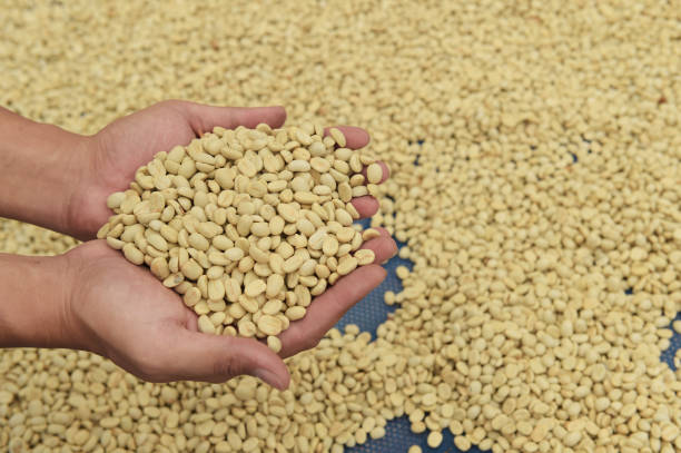 istock close up of green coffee beans 1392291818