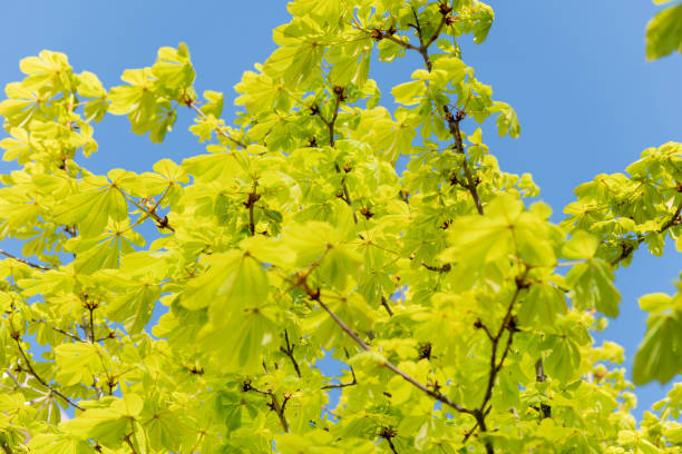 istock Blossoming leaves against blue sky of chestnut tree in spring 1392291879