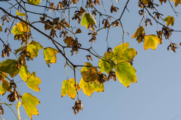 branches d’érable avec des graines et des feuilles vert-brun contre le ciel. saison feuillue. - maple green maple keys tree photos et images de collection