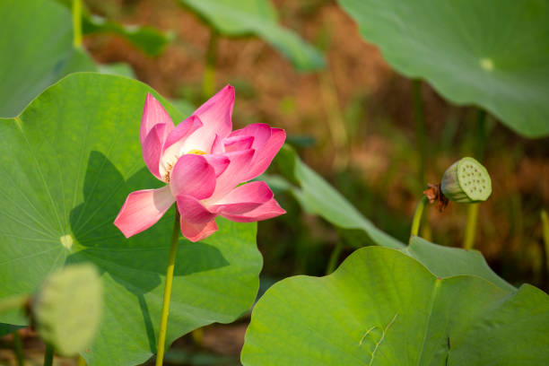 istock Lotus at Binh Dinh province 1392295139