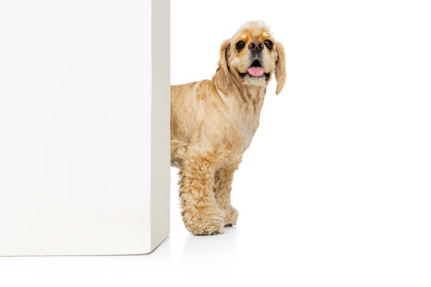 Curious friend. Funny Cocker Spaniel, purebred dog posing isolated on white studio background. Looks happy, delighted. Concept of motion, pets love, animal life, vet. Copyspace for ad