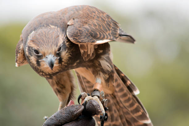 istock the brown falcon catches its prey in flight 1392295818
