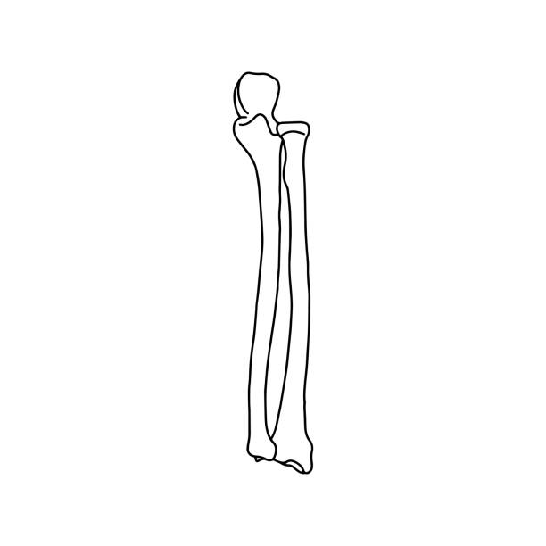 kości przedramienia prawej ręki człowieka: kość łokciowa i promień. - humerus stock illustrations