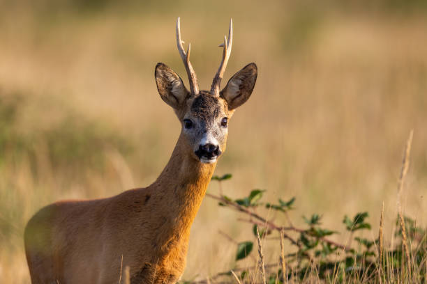 istock Close-up view of a roe deer alert buck facing camera on summer meadow 1392295974