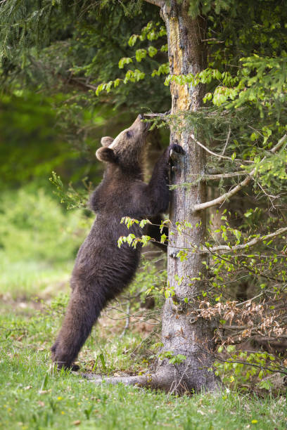 istock Juvenile brown bear sniffing lean on the tree in forest 1392296593