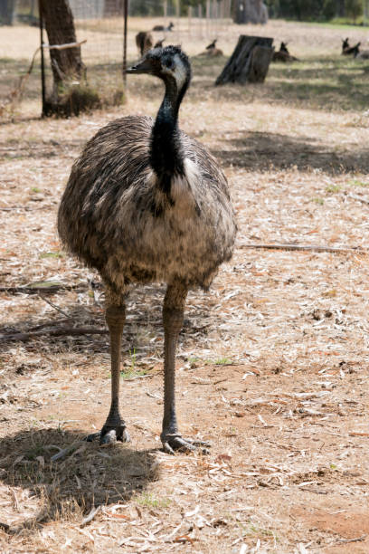 istock the australian emu is a tall flightless bird 1392296640